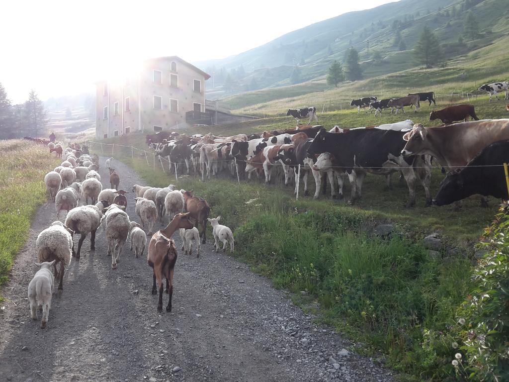 Agriturismo Raethia 이솔라치아 외부 사진