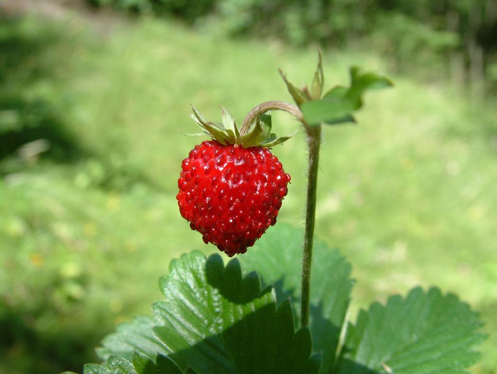 Agriturismo Raethia 이솔라치아 외부 사진